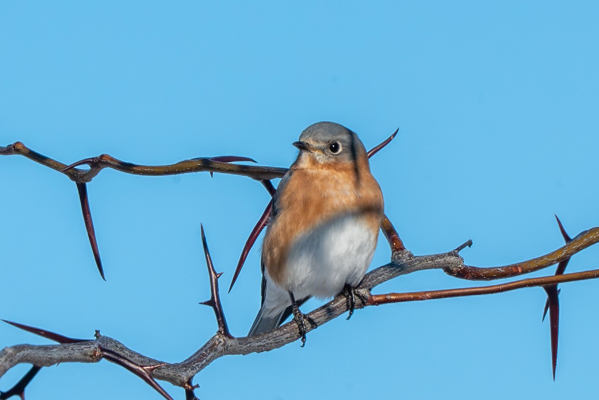 Блакитник східний - ML646612395