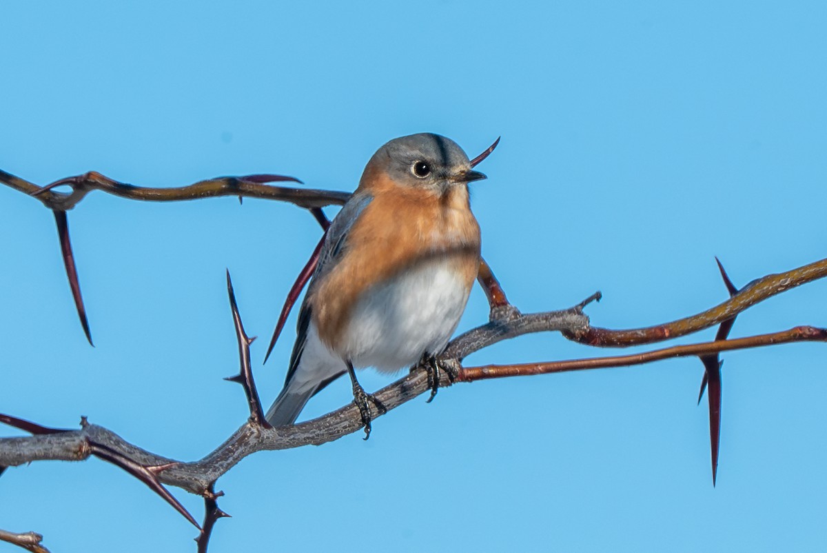 Блакитник східний - ML646612396