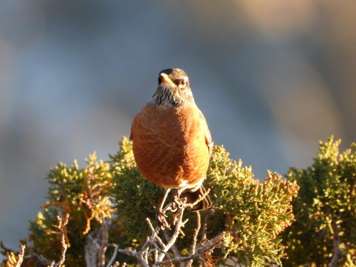 Wanderdrossel - ML646612397