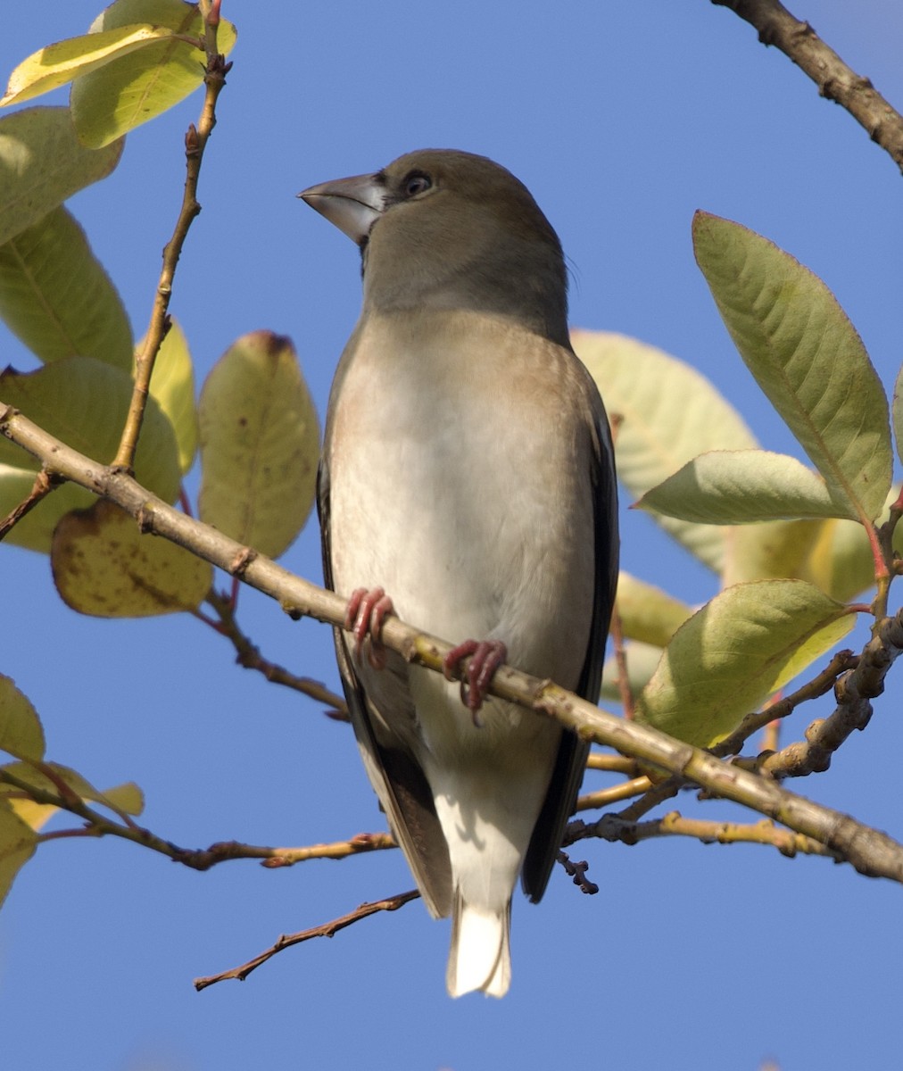Hawfinch - ML646612398