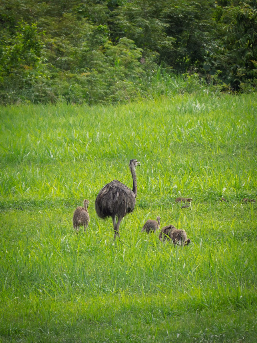 nandu pampový - ML646612399