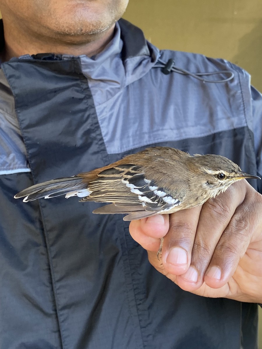 White-browed Scrub-Robin - ML646612402