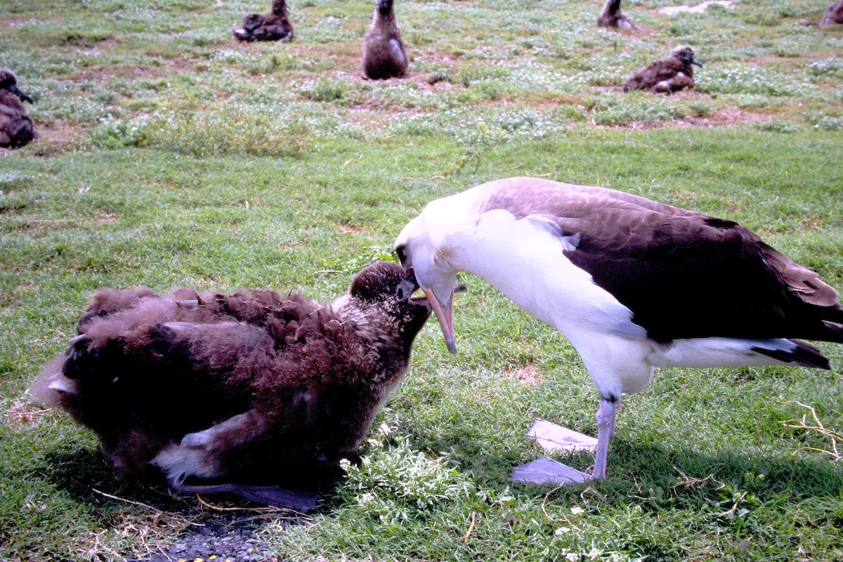 albatros laysanský - ML646612404