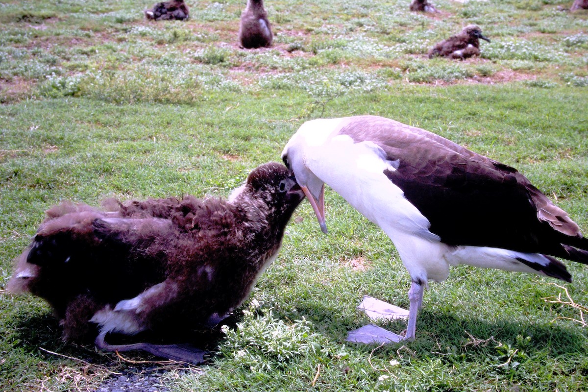 albatros laysanský - ML646612405