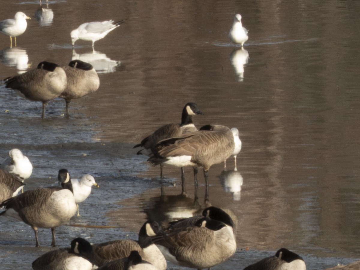 Canada Goose - ML646612407