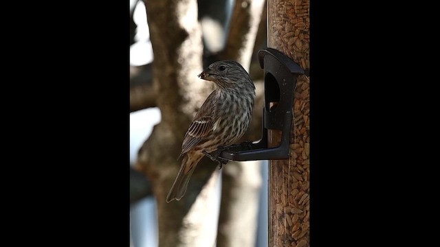 House Finch - ML646612408
