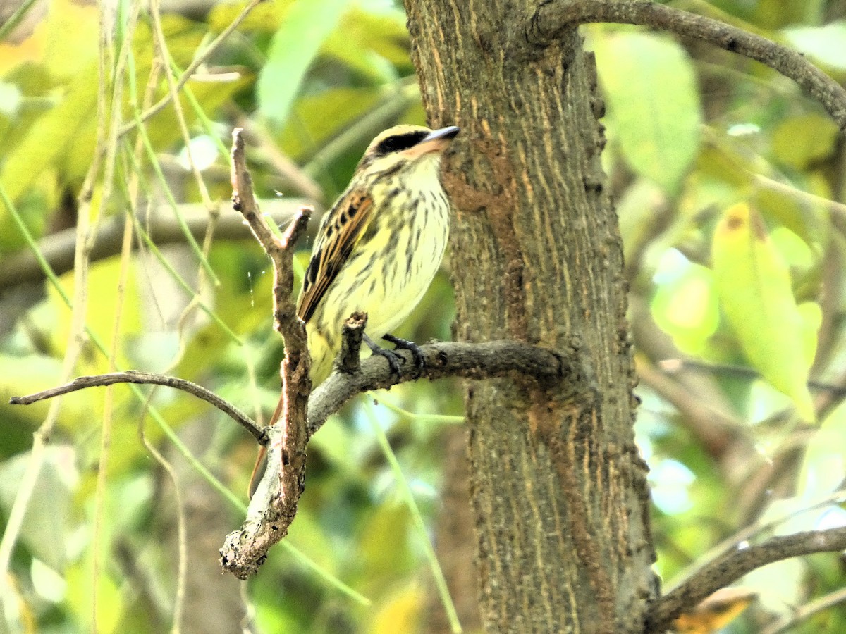 Streaked Flycatcher - ML646612409