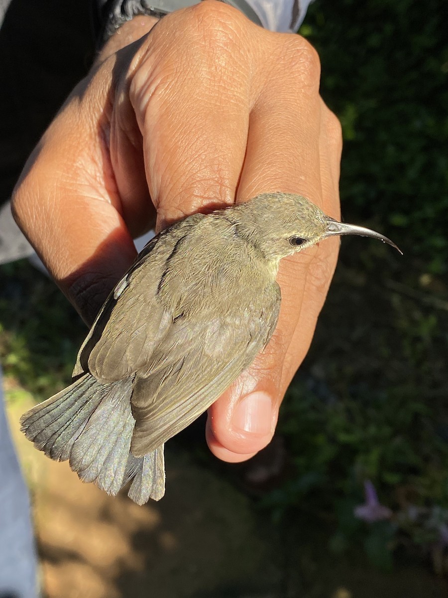 White-bellied Sunbird - ML646612432