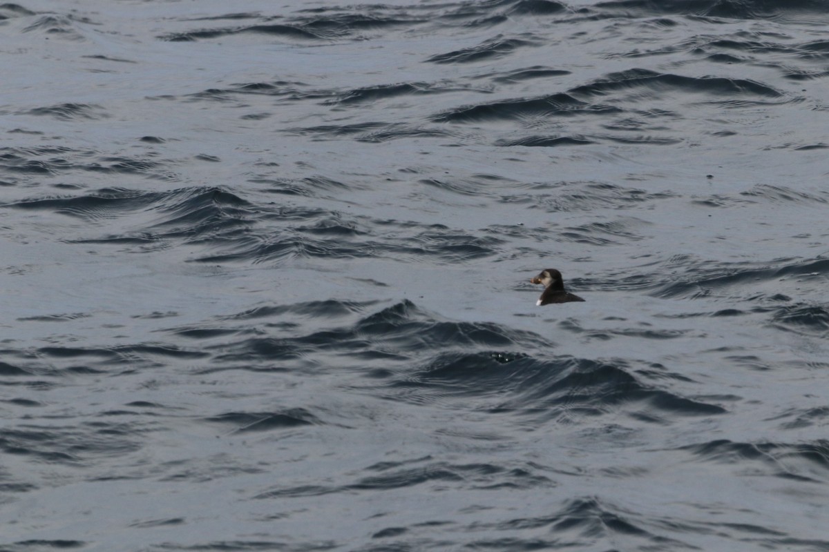 Тупик - ML646612433