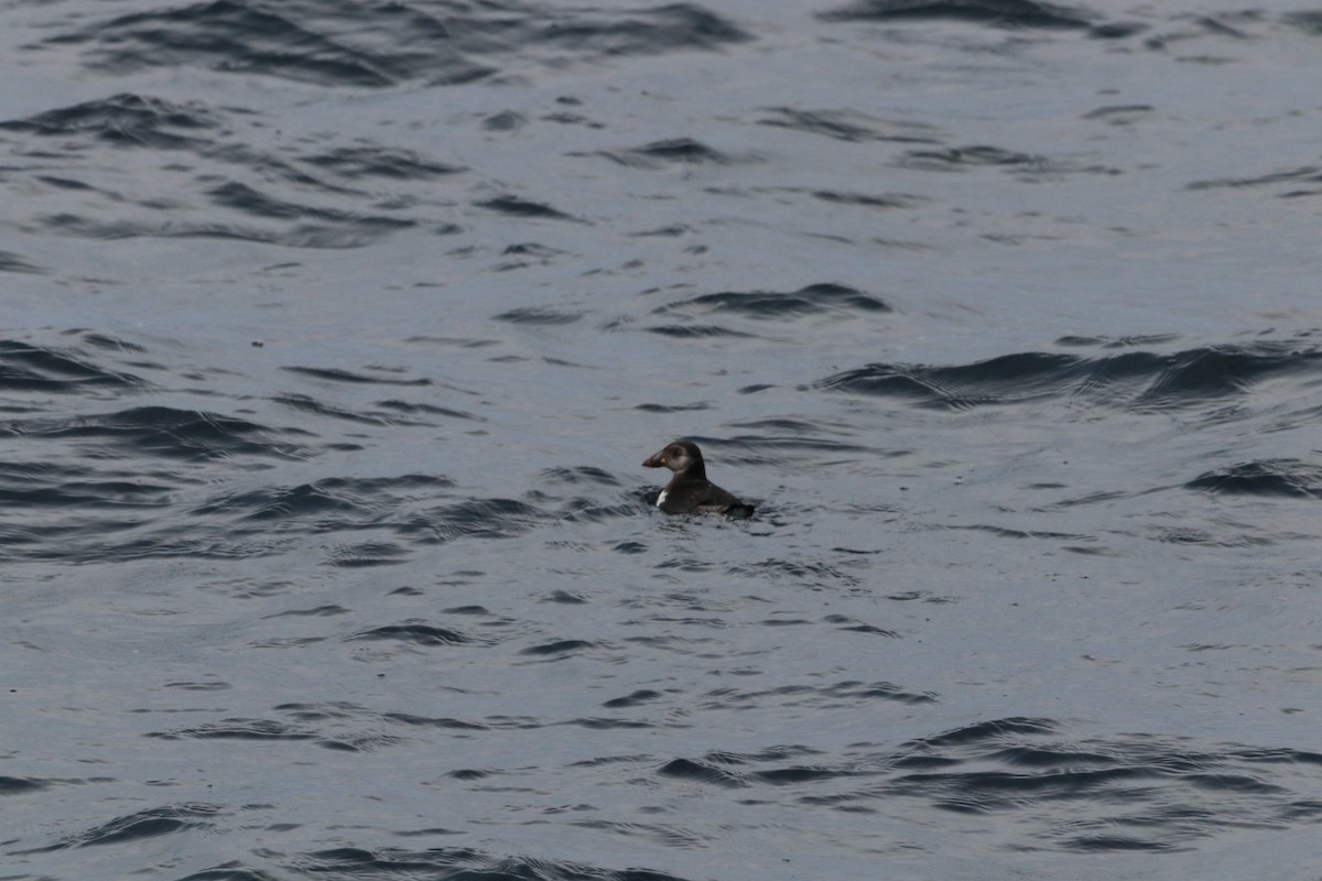 Тупик - ML646612434