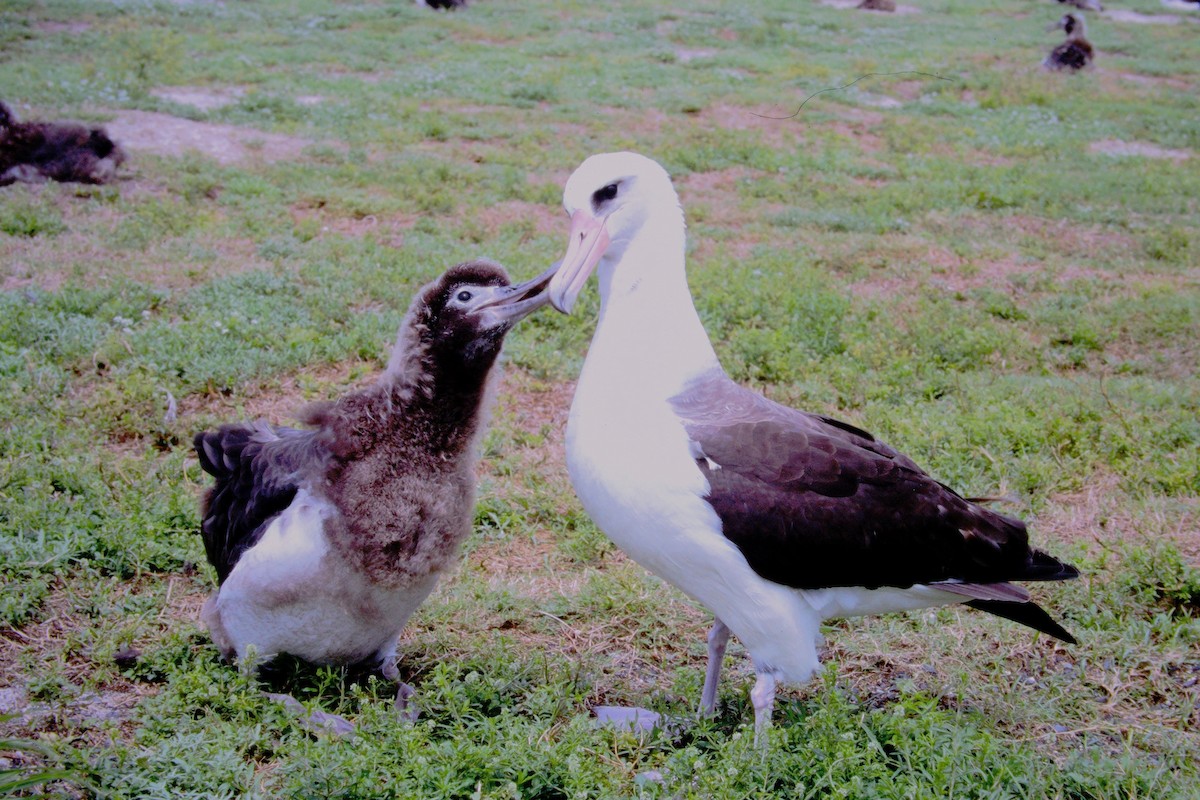 albatros laysanský - ML646612436