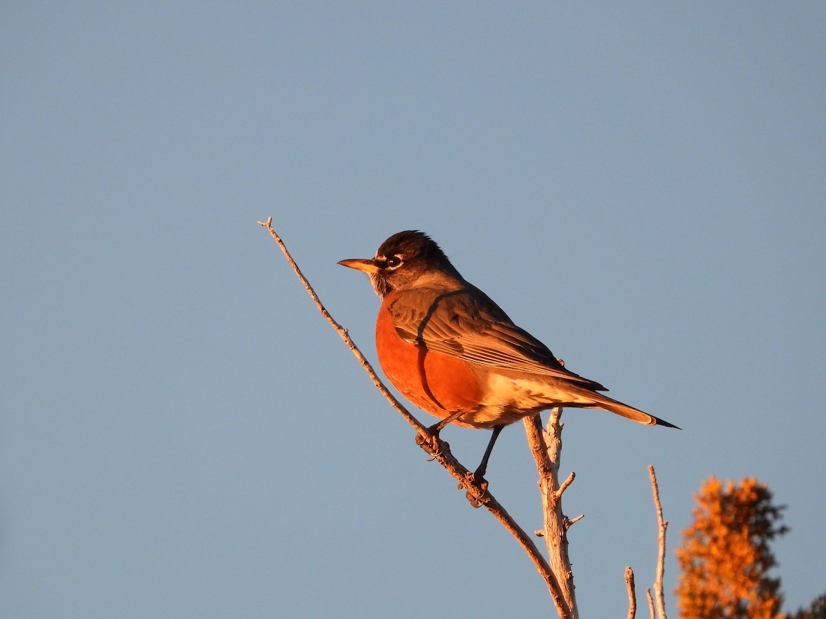 Wanderdrossel - ML646612437