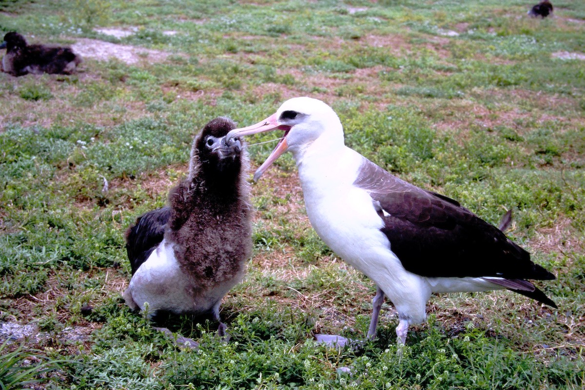 albatros laysanský - ML646612439
