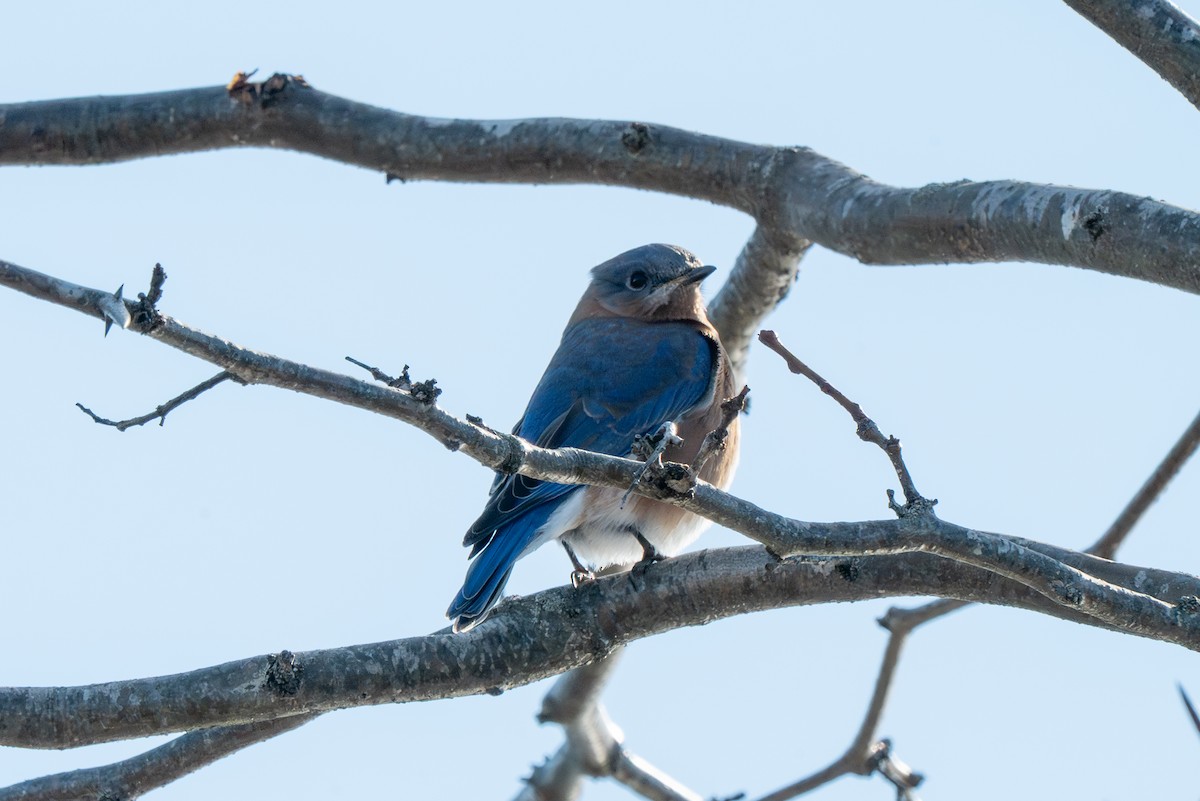 Блакитник східний - ML646612443