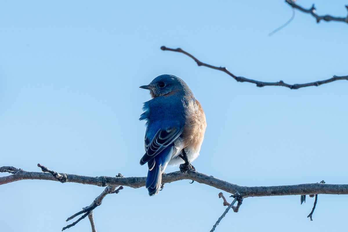 Блакитник східний - ML646612444