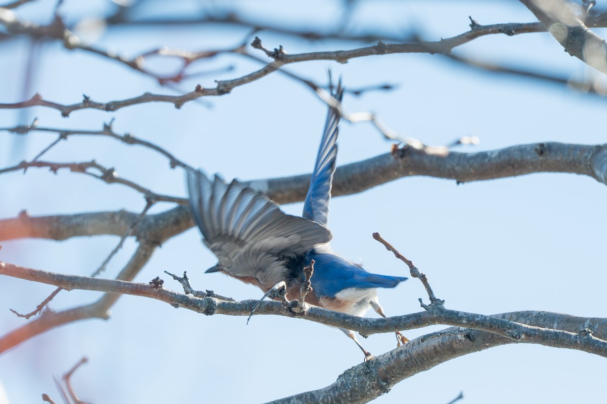Блакитник східний - ML646612445