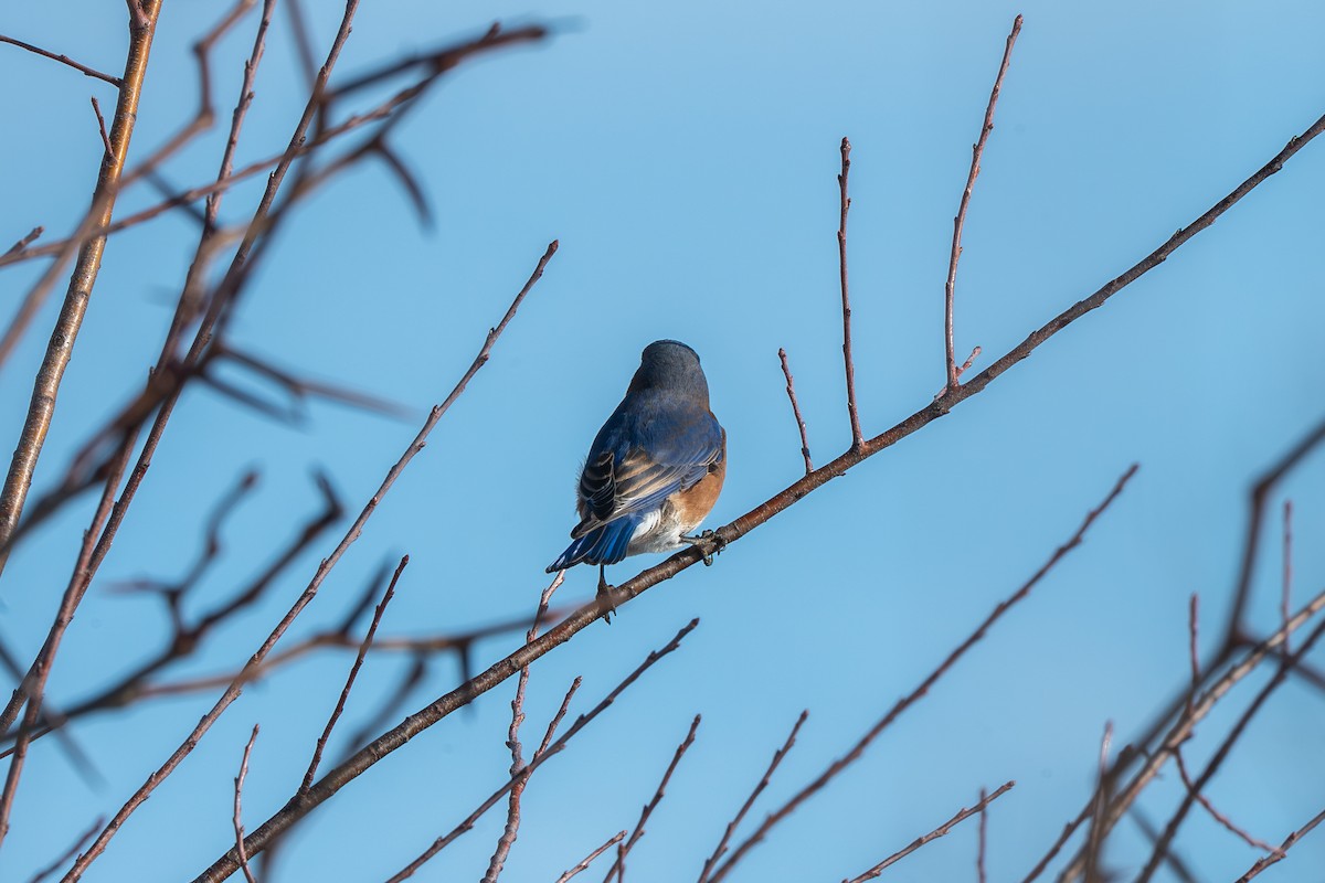 Блакитник східний - ML646612446