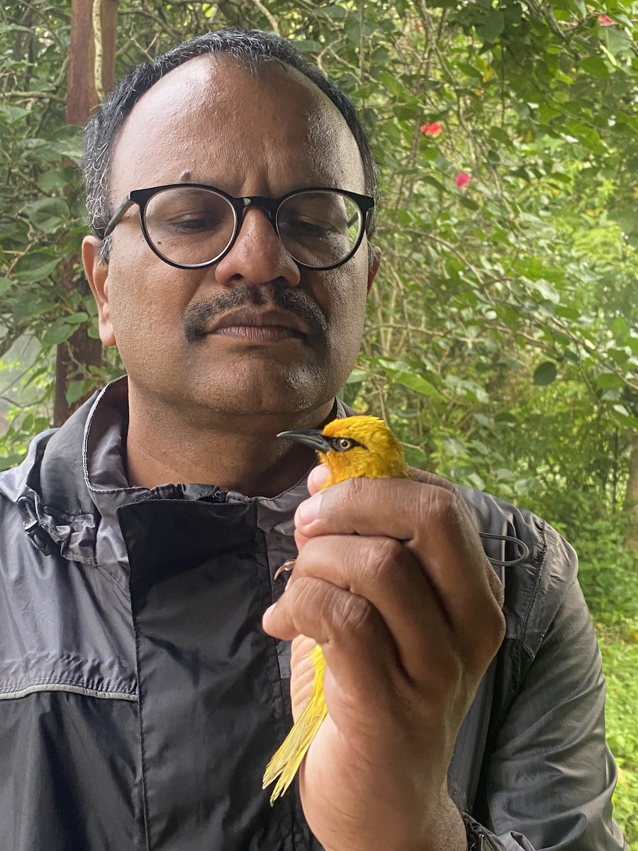 Spectacled Weaver - ML646612447