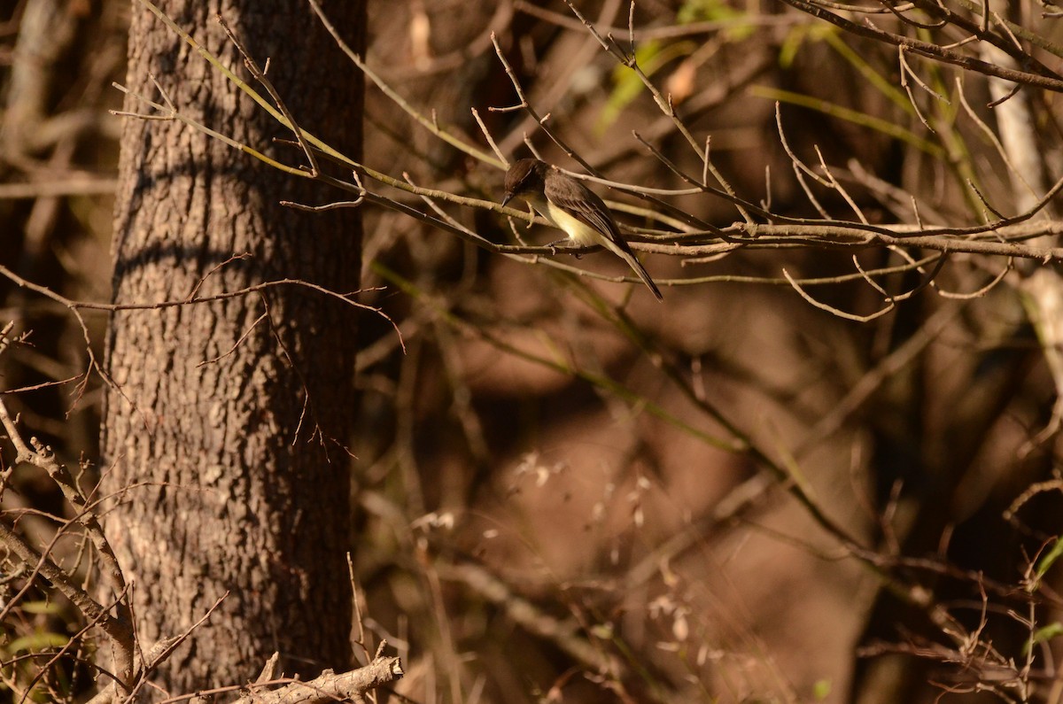 Weißbauch-Phoebetyrann - ML646612449