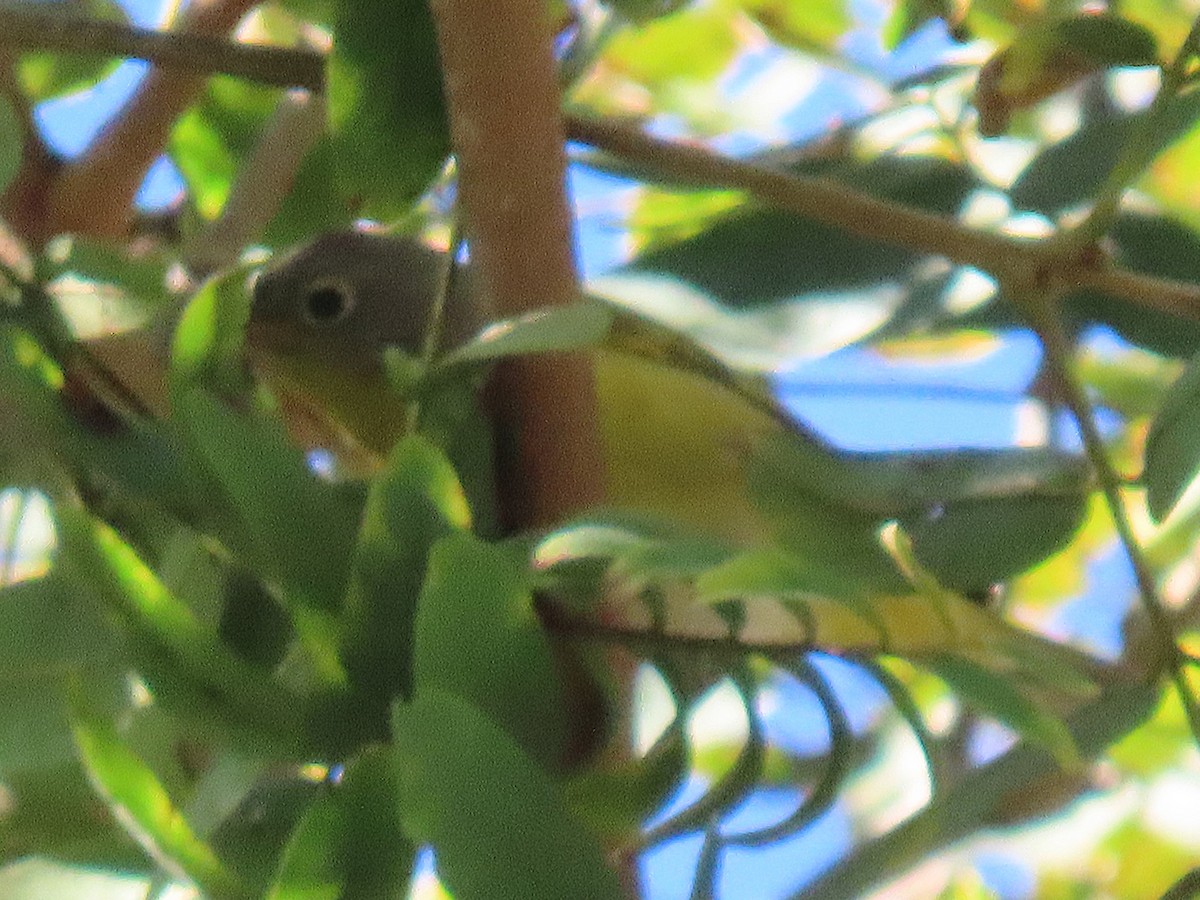 Nashville Warbler - ML646612450