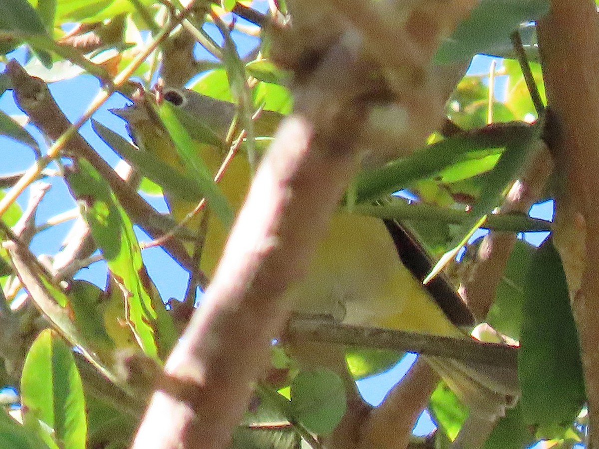 Nashville Warbler - ML646612452