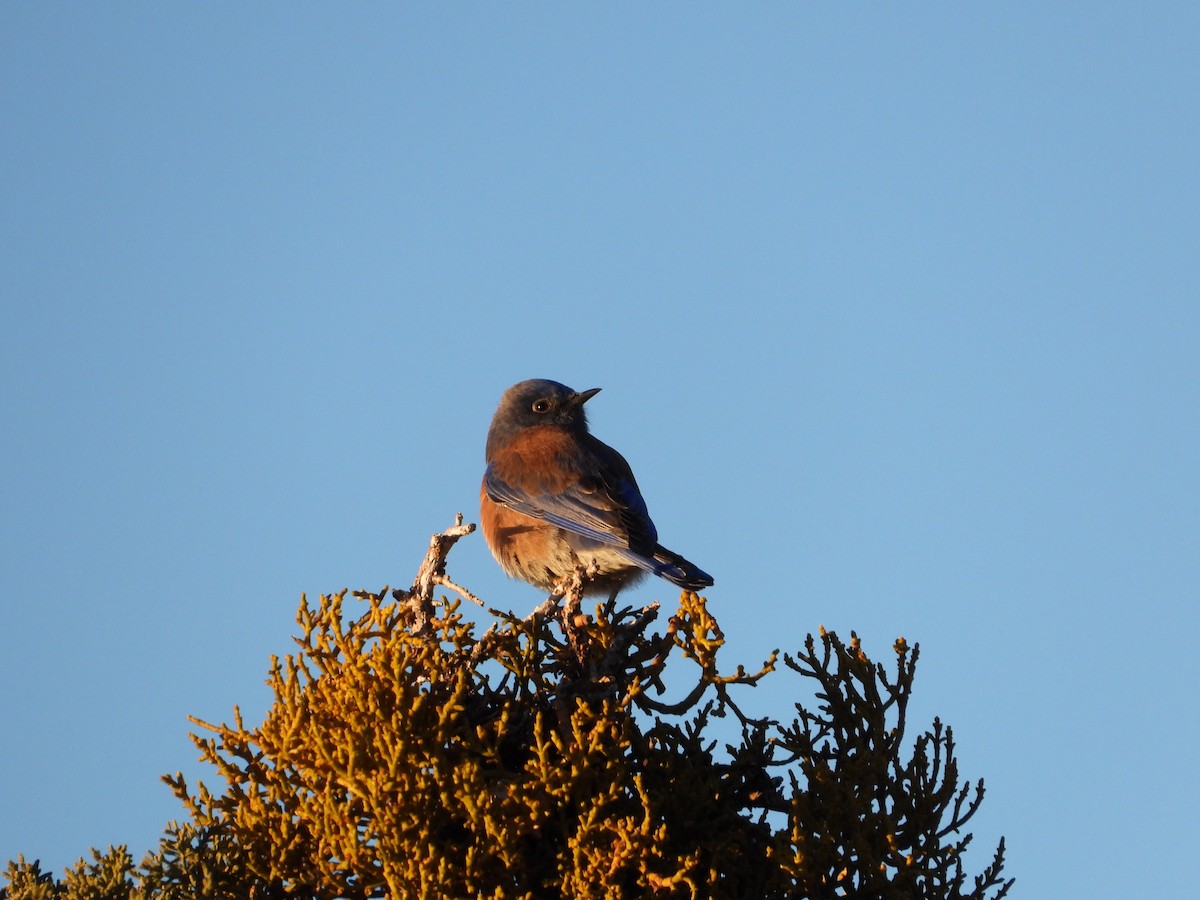 Blaukehl-Hüttensänger - ML646612453