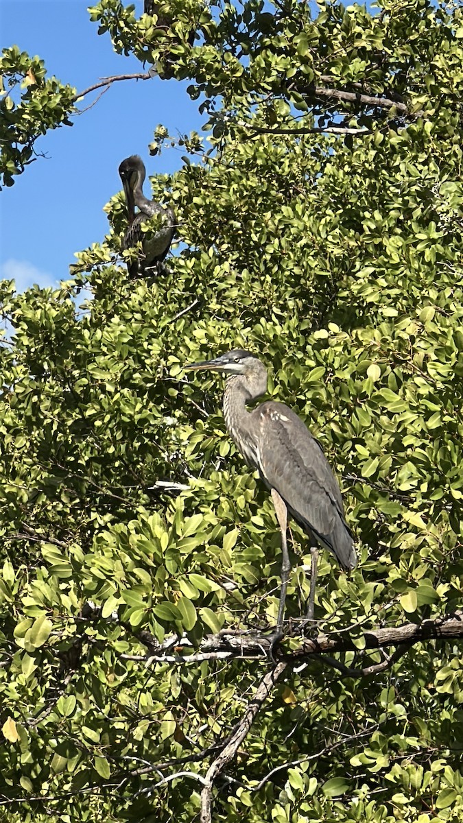 Great Blue Heron - ML646612456