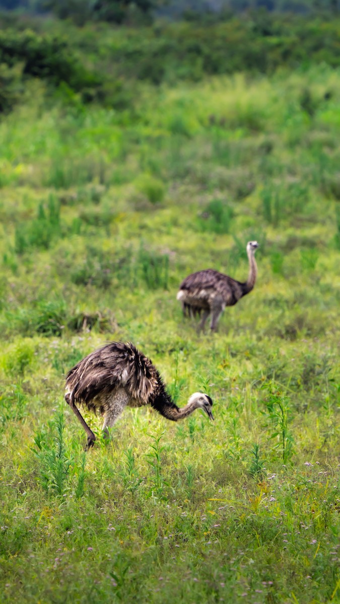 nandu pampový - ML646612458