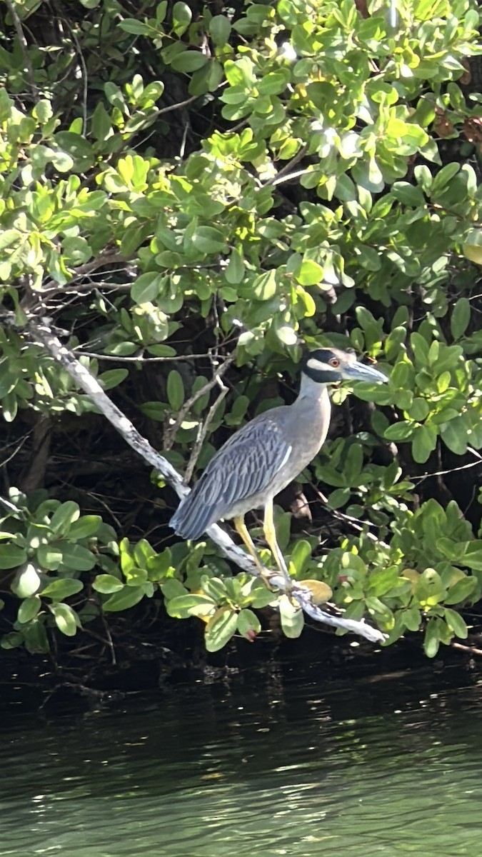 Yellow-crowned Night Heron - ML646612462