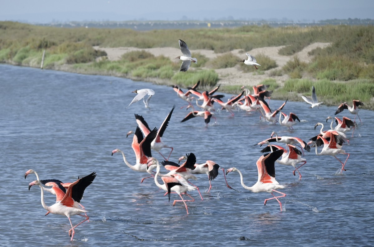 Greater Flamingo - ML646612464