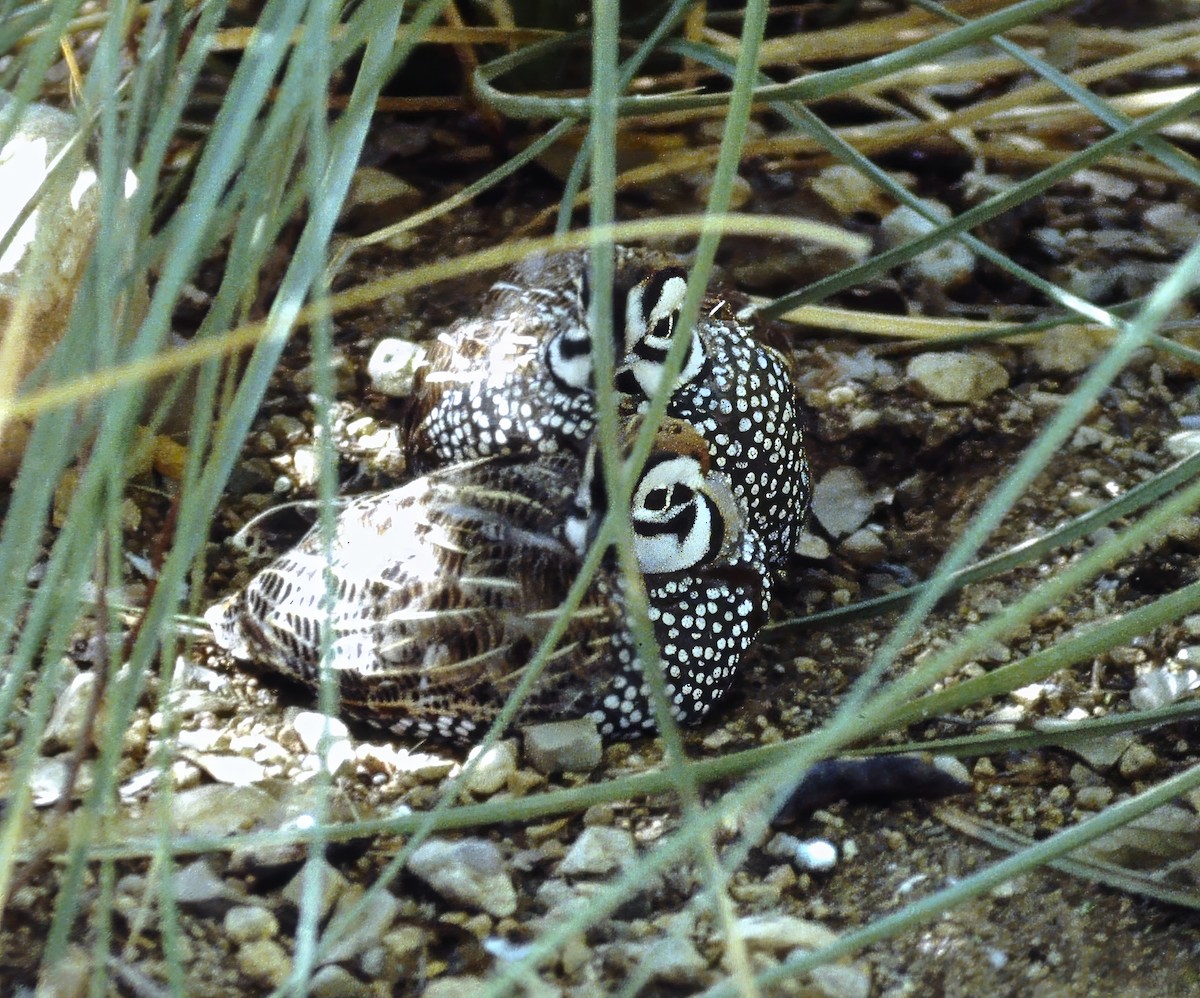 Перепелиця-клоун мексиканська - ML646612467