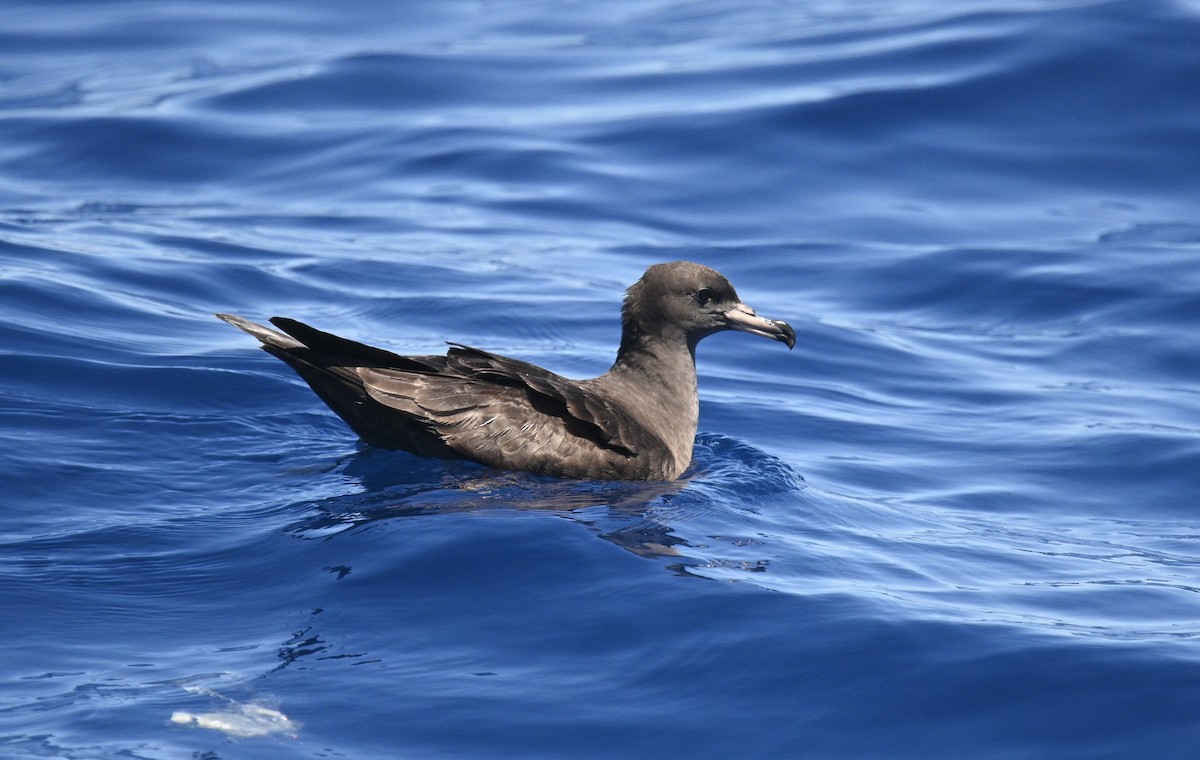 Pardela Paticlara - ML646612468