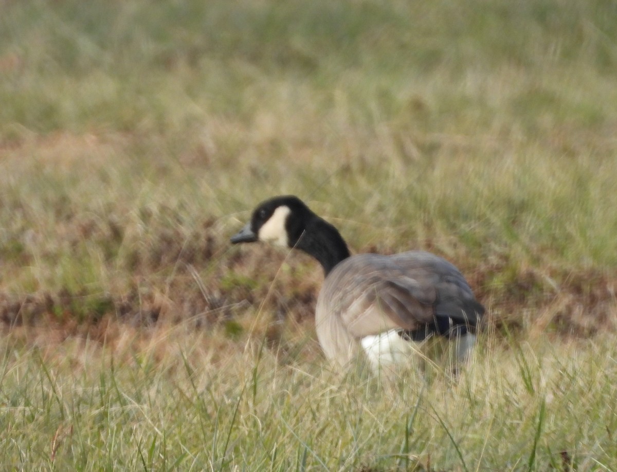 Cackling Goose (Richardson's) - ML646612472