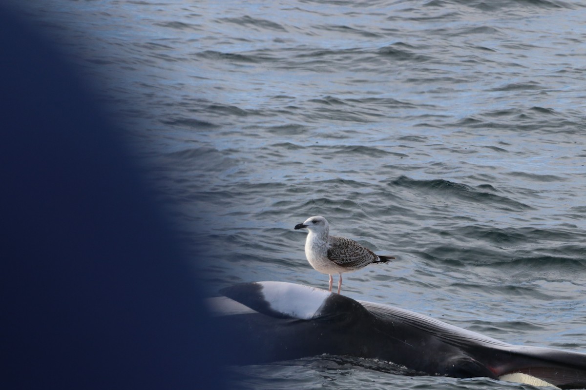 Great Black-backed Gull - ML646612473