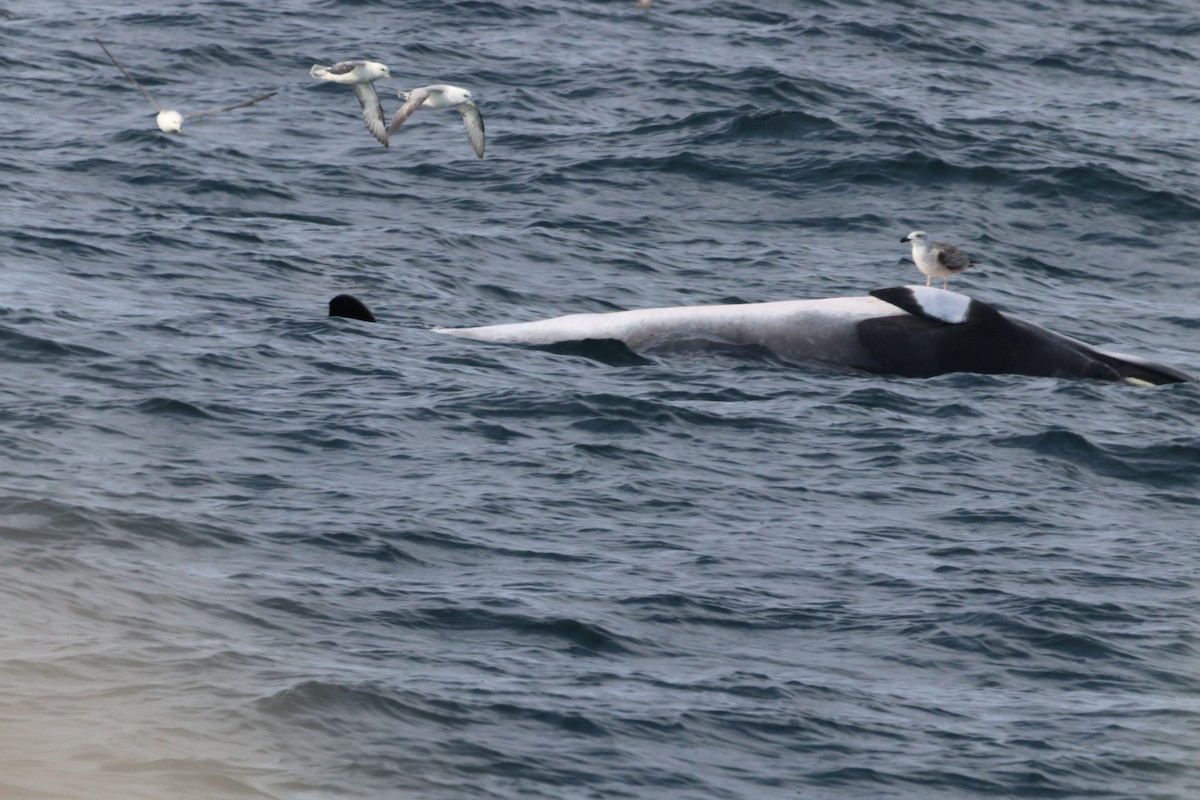 Great Black-backed Gull - ML646612474