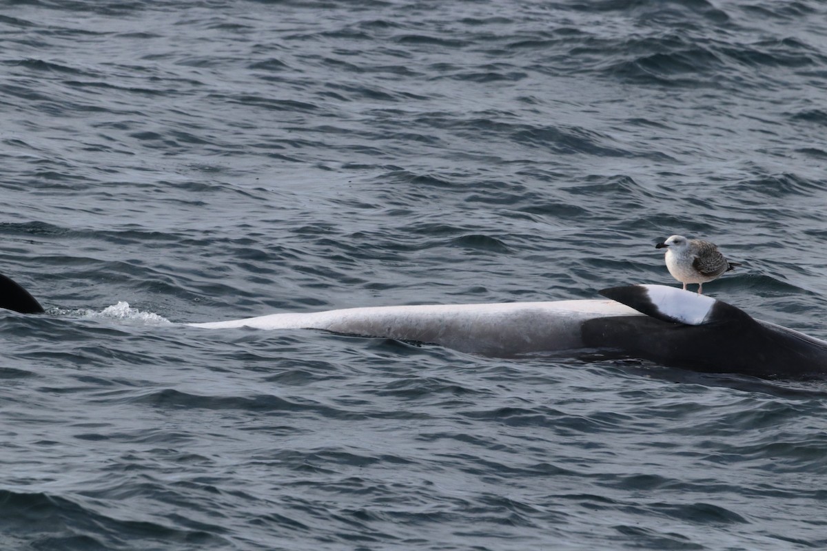 Great Black-backed Gull - ML646612475