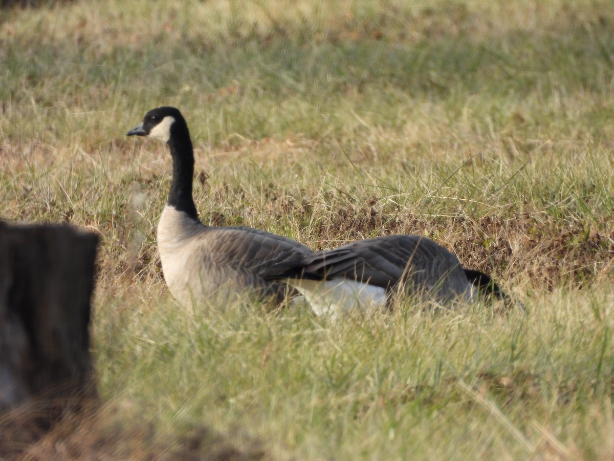 Cackling Goose (Richardson's) - ML646612476