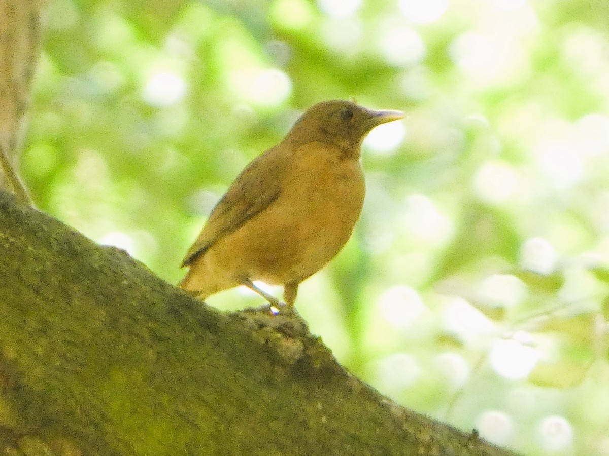 Clay-colored Thrush - ML646612477