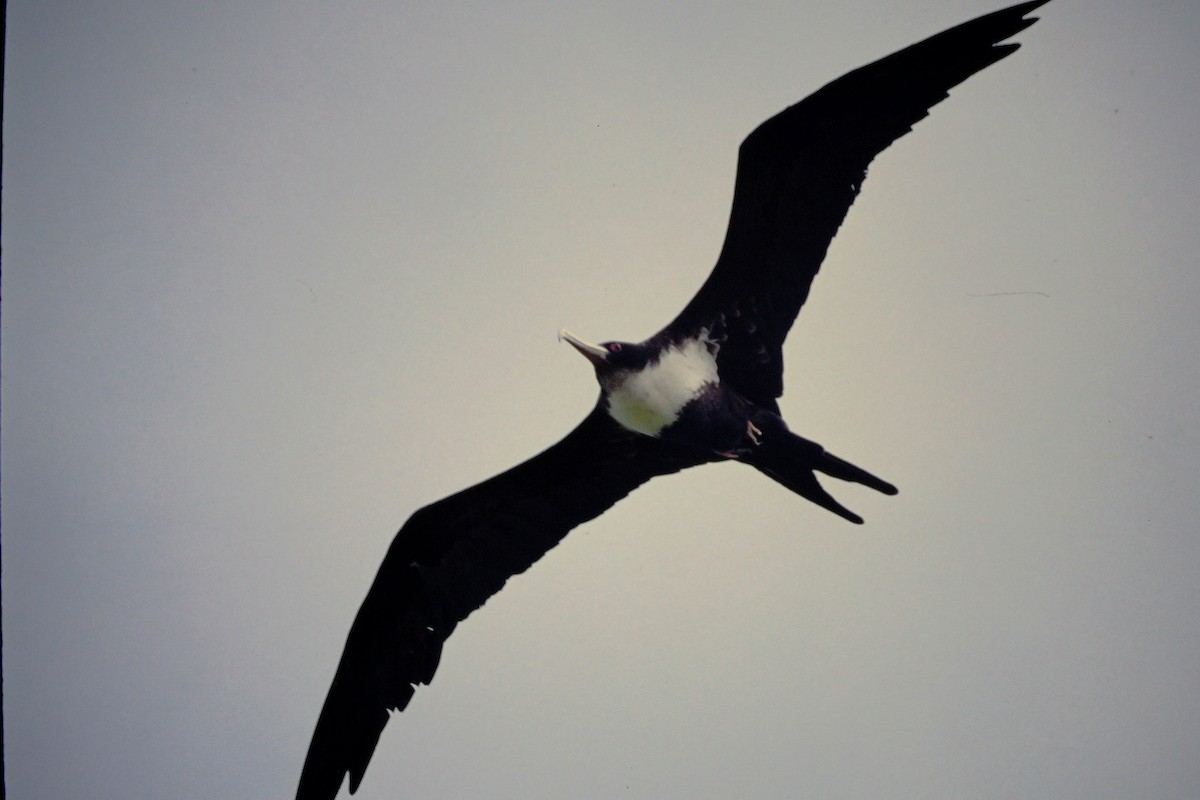 fregatka obecná - ML646612481