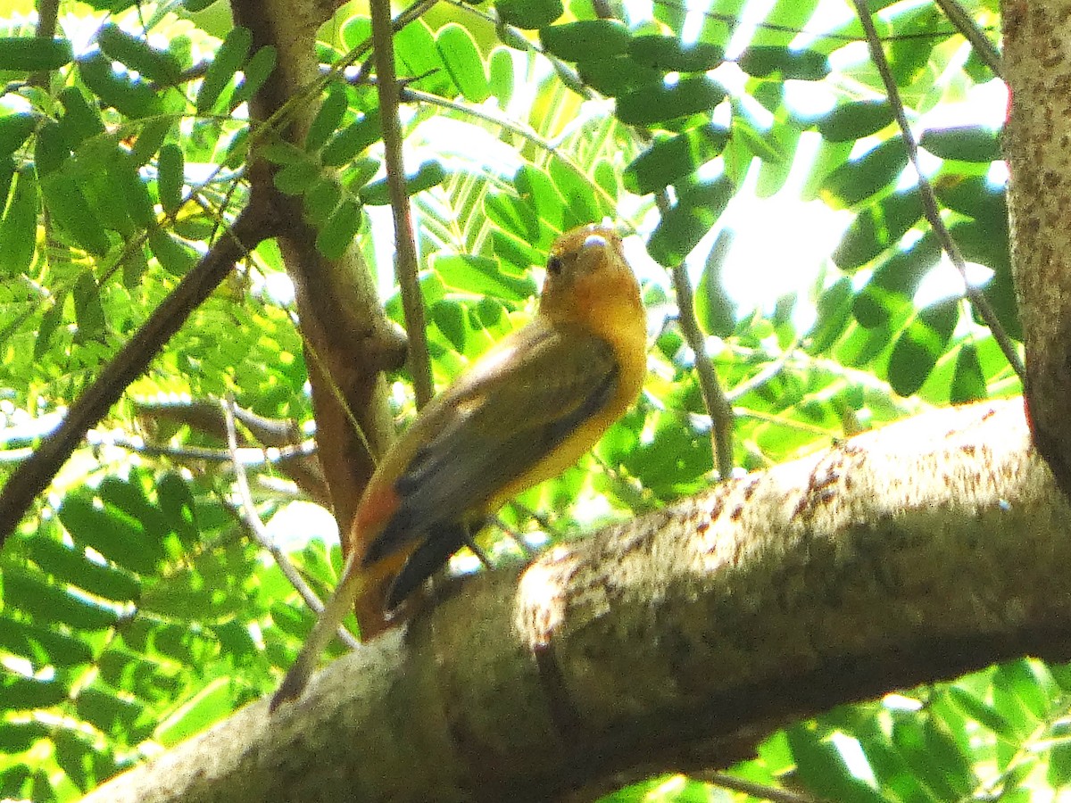 Summer Tanager - ML646612482