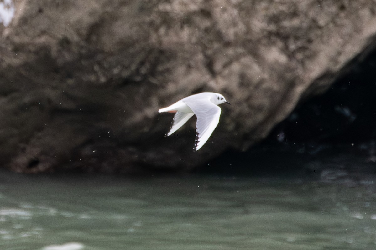 Bonaparte's Gull - ML646612486