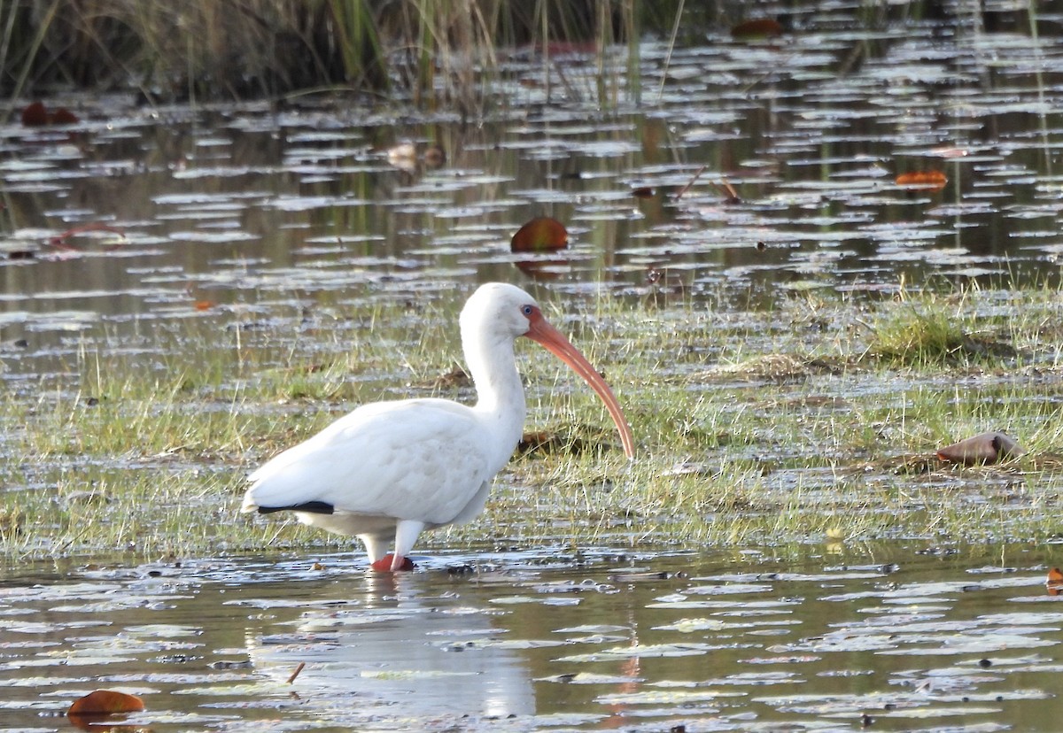 Schneesichler - ML646612489