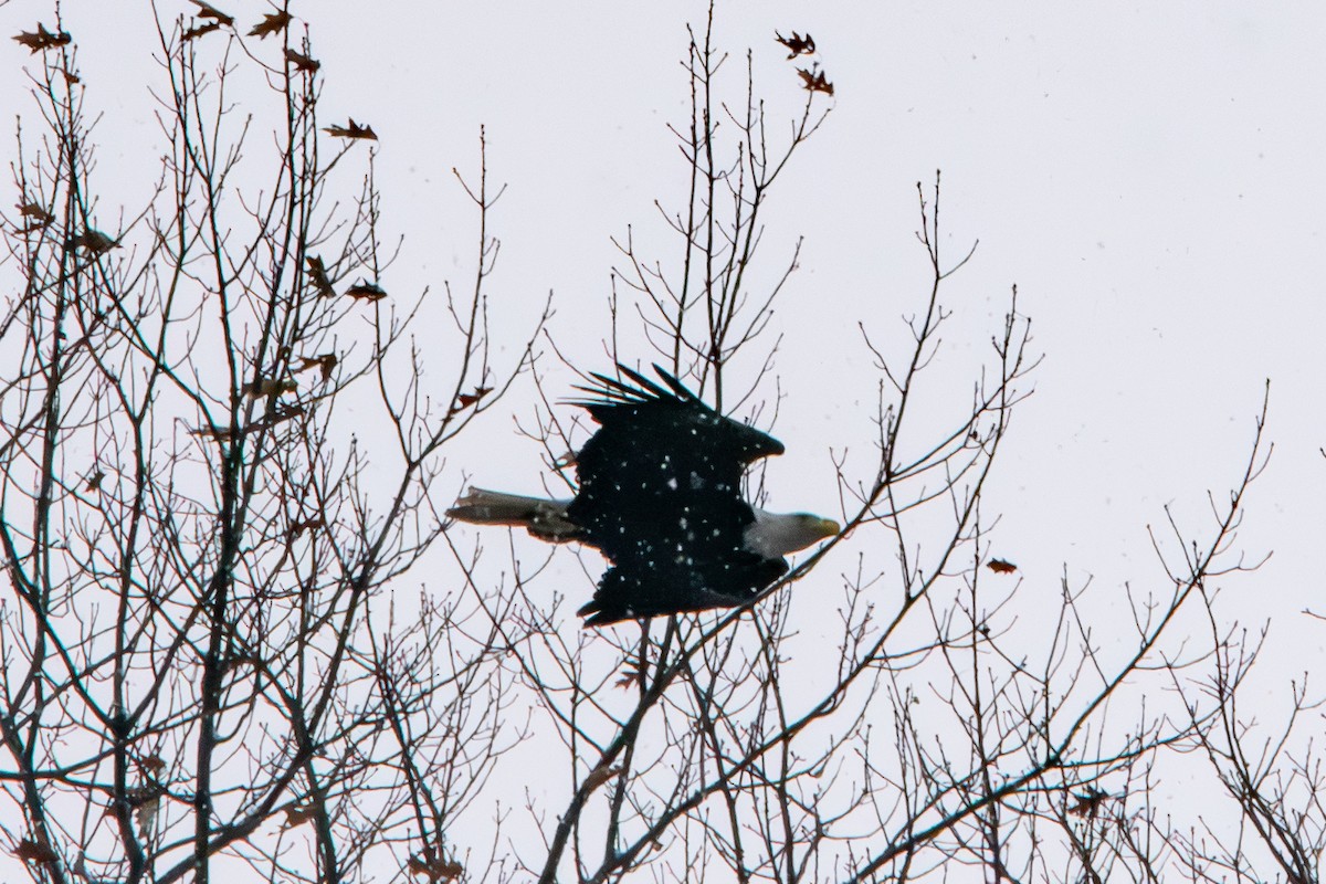 Bald Eagle - ML646612490