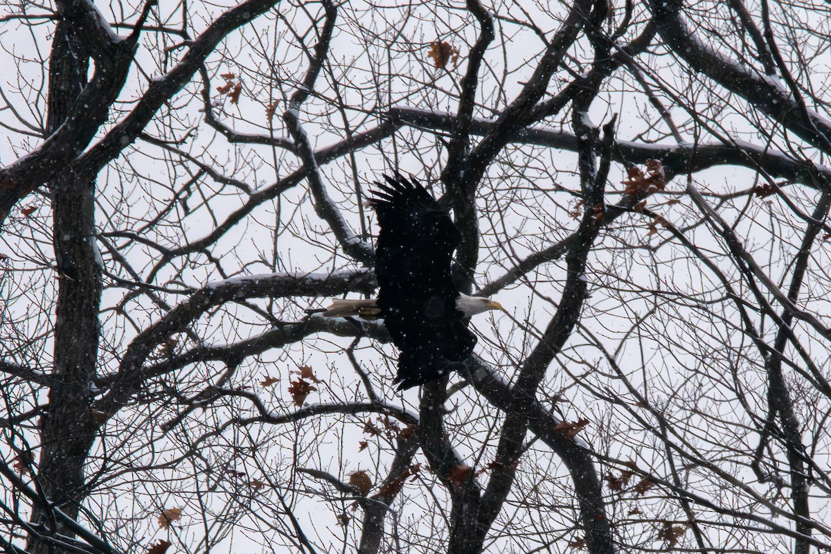 Bald Eagle - ML646612491