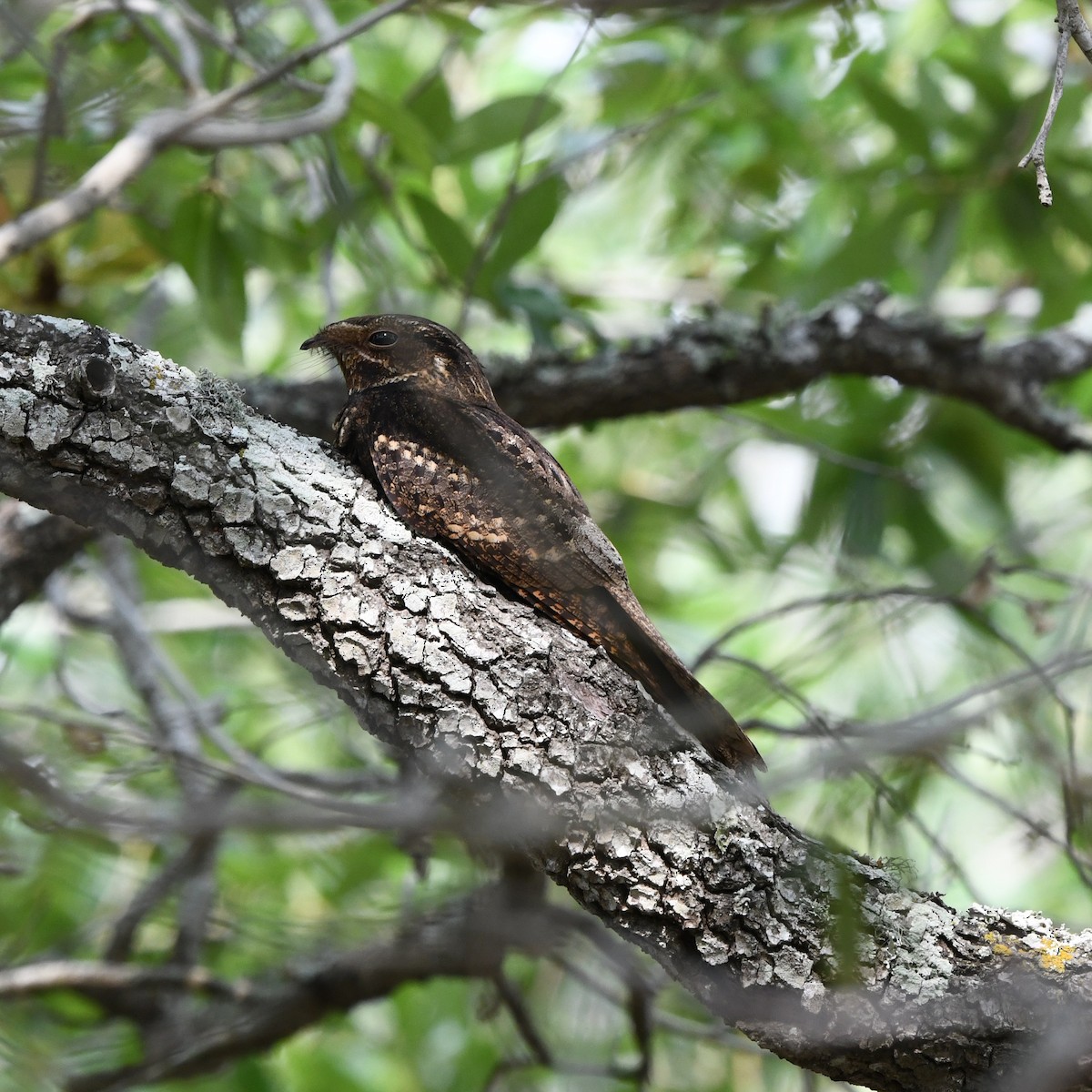 Chuck-will's-widow - ML646612493