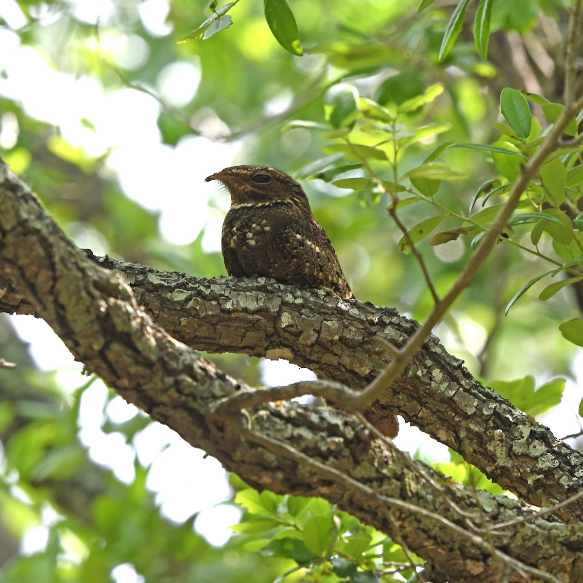 Chuck-will's-widow - ML646612495