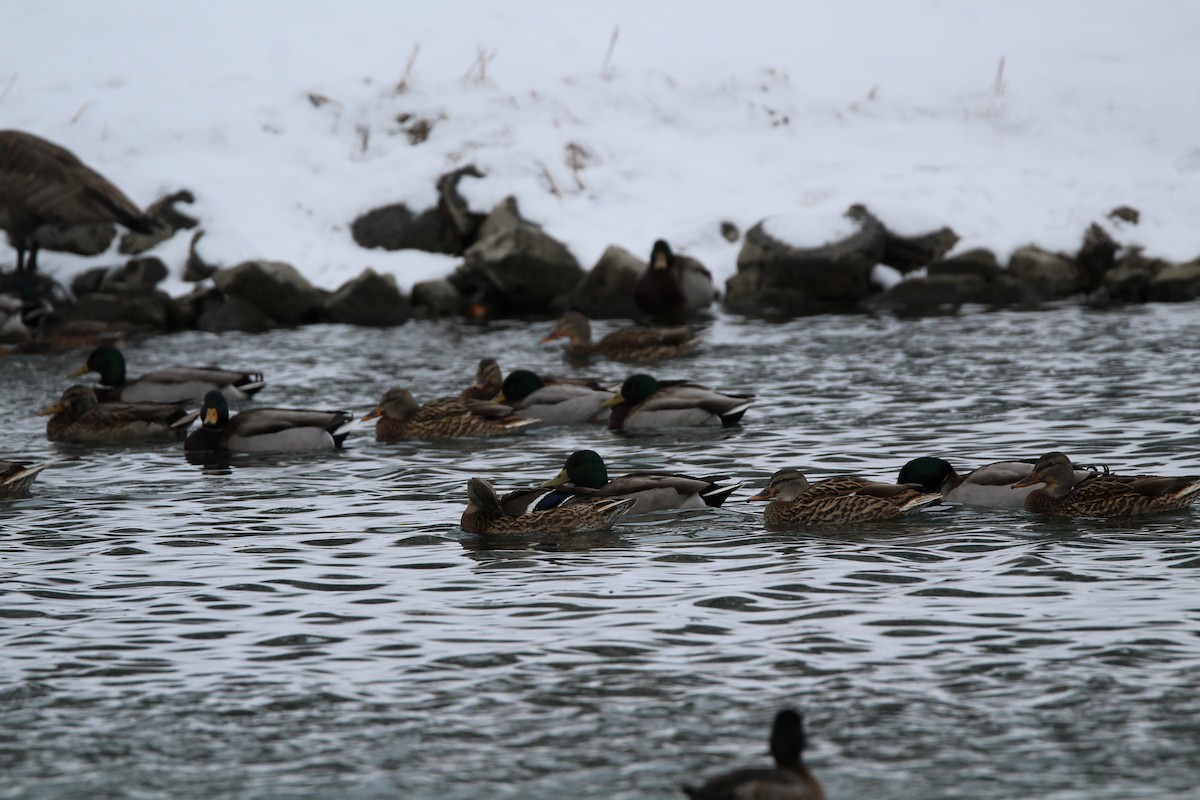 Ánade Azulón - ML646612496