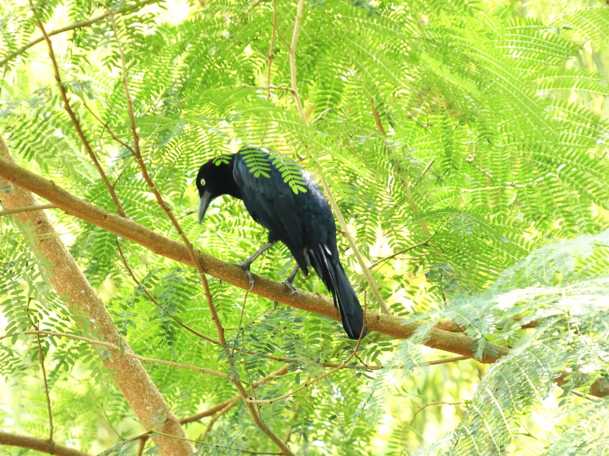 Great-tailed Grackle - ML646612497