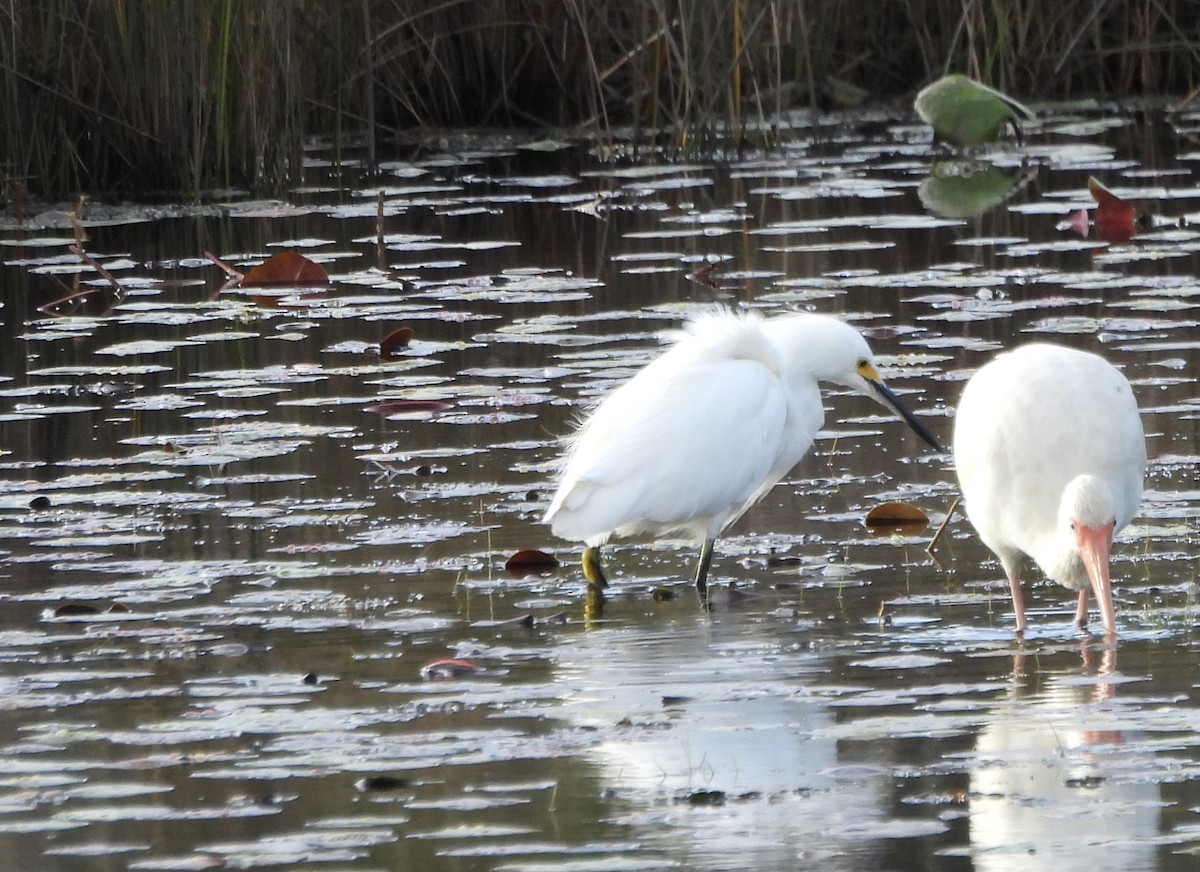 Schmuckreiher - ML646612498