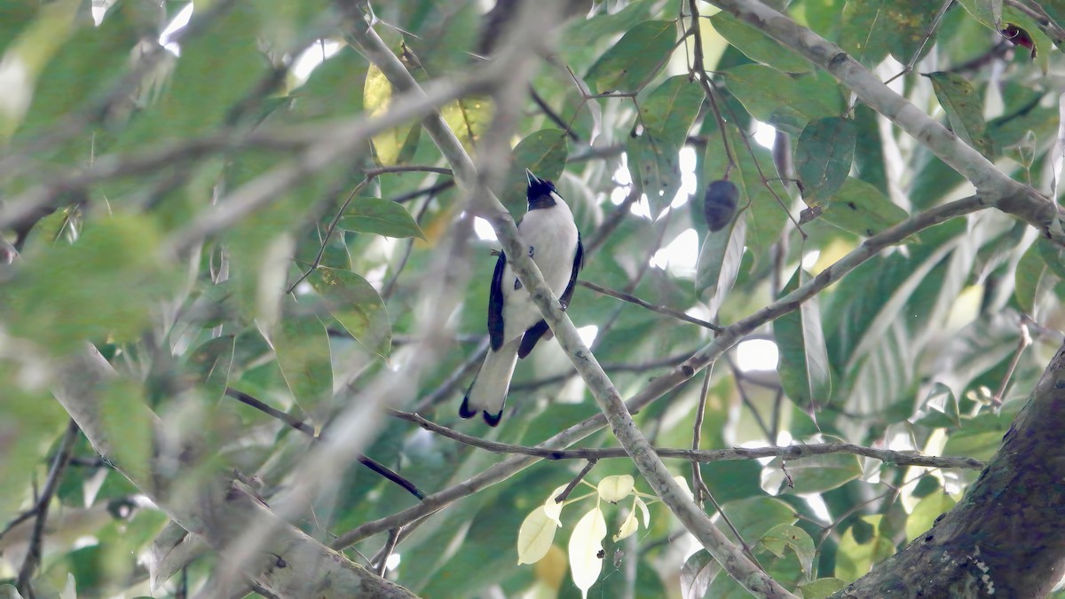 Monarque de Buru - ML646612499